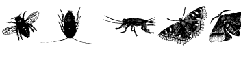 insects one Regular.ttf
