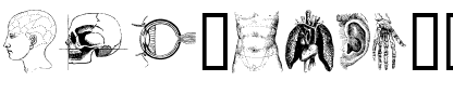 the body, vol. I Regular.ttf